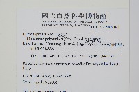 細葉蕗蕨藏品圖，第2張