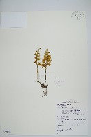 蕗蕨藏品圖，第1張