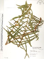 鱗蓋鳳尾蕨藏品圖，第1張