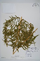 粗毛金星蕨藏品圖，第1張