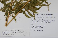 粗毛金星蕨藏品圖，第2張