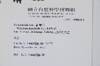 蕨藏品圖，第2張