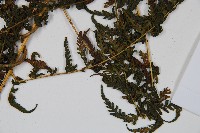 蕨藏品圖，第3張