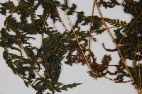 蕨藏品圖，第4張