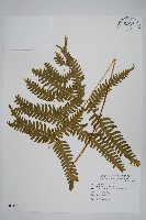 三角脈鳳尾蕨藏品圖，第1張