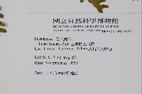 三角脈鳳尾蕨藏品圖，第2張