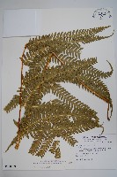 傅氏鳳尾蕨藏品圖，第1張