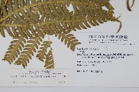 傅氏鳳尾蕨藏品圖，第2張