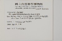 粉葉蕨藏品圖，第2張