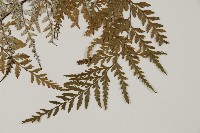 粉葉蕨藏品圖，第3張