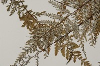 粉葉蕨藏品圖，第4張