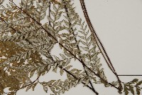 粉葉蕨藏品圖，第5張