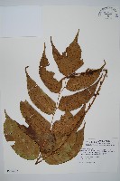 大葉貫眾蕨藏品圖，第1張