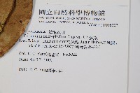 大葉貫眾蕨藏品圖，第2張