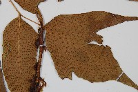 大葉貫眾蕨藏品圖，第3張