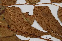 大葉貫眾蕨藏品圖，第4張