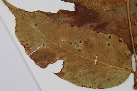 大葉貫眾蕨藏品圖，第5張