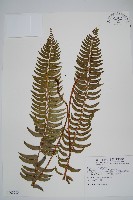 臺東耳蕨藏品圖，第1張