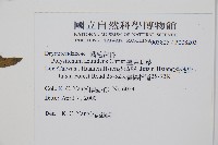 臺東耳蕨藏品圖，第2張