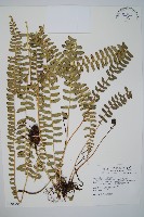 對生耳蕨藏品圖，第1張