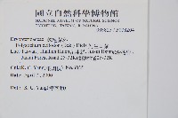 對生耳蕨藏品圖，第2張