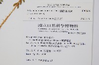 鋸齒葉耳蕨藏品圖，第2張