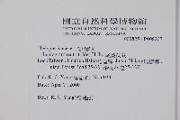 尾葉茯蕨藏品圖，第2張