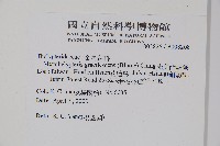 光葉凸軸蕨藏品圖，第2張