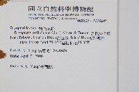 瓦氏鱗毛蕨藏品圖，第2張