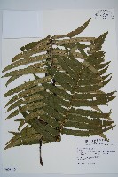 桫欏鱗毛蕨藏品圖，第1張