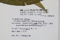 桫欏鱗毛蕨藏品圖，第2張