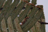 桫欏鱗毛蕨藏品圖，第3張