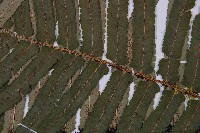 桫欏鱗毛蕨藏品圖，第4張