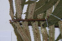 桫欏鱗毛蕨藏品圖，第5張