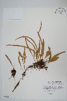 擬芨瓦葦藏品圖，第1張