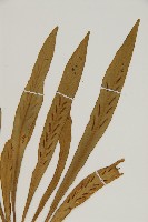 劍葉鐵角蕨、箭葉鐵角蕨藏品圖，第3張