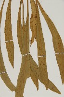 劍葉鐵角蕨、箭葉鐵角蕨藏品圖，第4張