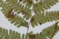 東亞假鱗毛蕨藏品圖，第3張