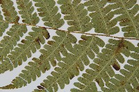 東亞假鱗毛蕨藏品圖，第4張