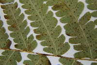 東亞假鱗毛蕨藏品圖，第5張