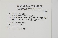 生芽鐵角蕨藏品圖，第2張