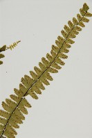 生芽鐵角蕨藏品圖，第3張