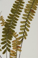 生芽鐵角蕨藏品圖，第4張