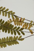 生芽鐵角蕨藏品圖，第5張