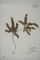 扇葉鐵線蕨藏品圖，第1張