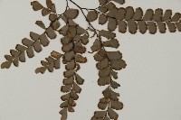 扇葉鐵線蕨藏品圖，第3張