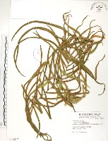 鱗蓋鳳尾蕨藏品圖，第1張