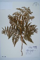 蕨藏品圖，第1張