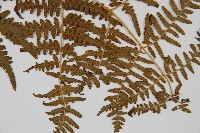 蕨藏品圖，第3張