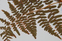 蕨藏品圖，第5張